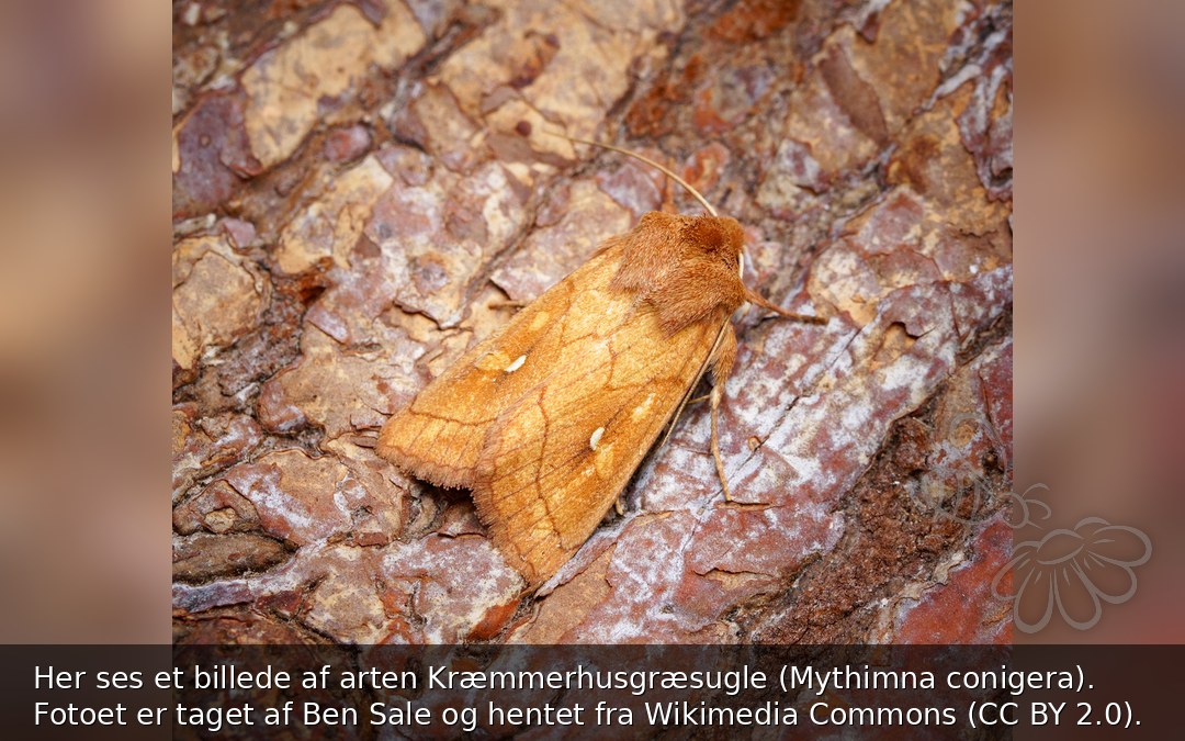Kræmmerhusgræsugle