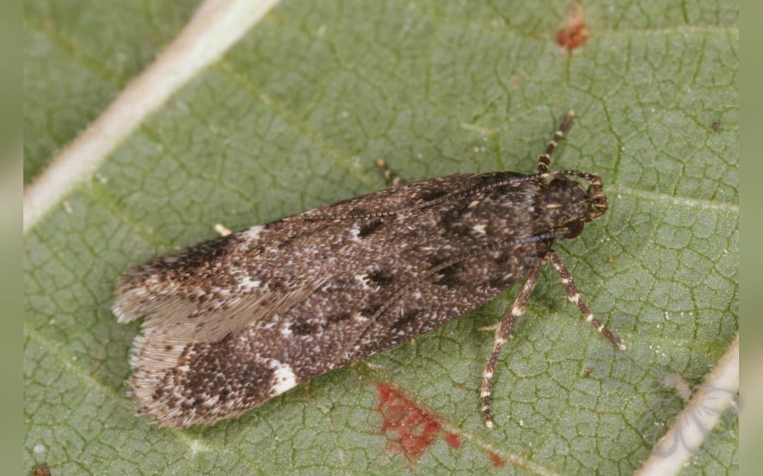 Her ses et billede af arten Neofriseria peliella. Fotoet er taget af ingridaltmann og hentet fra Wikimedia Commons (CC BY 4.0).