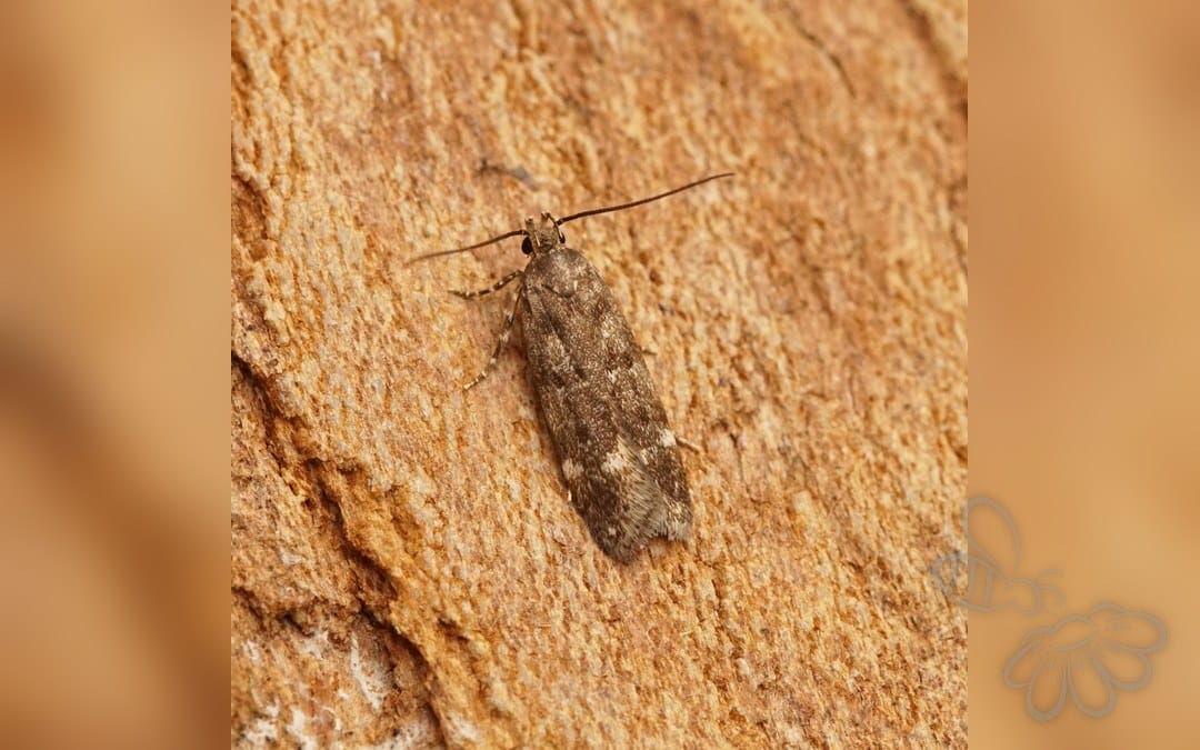 Her ses et billede af arten Neofriseria singula. Fotoet er taget af Ben Sale og hentet fra Wikimedia Commons (CC BY 2.0).