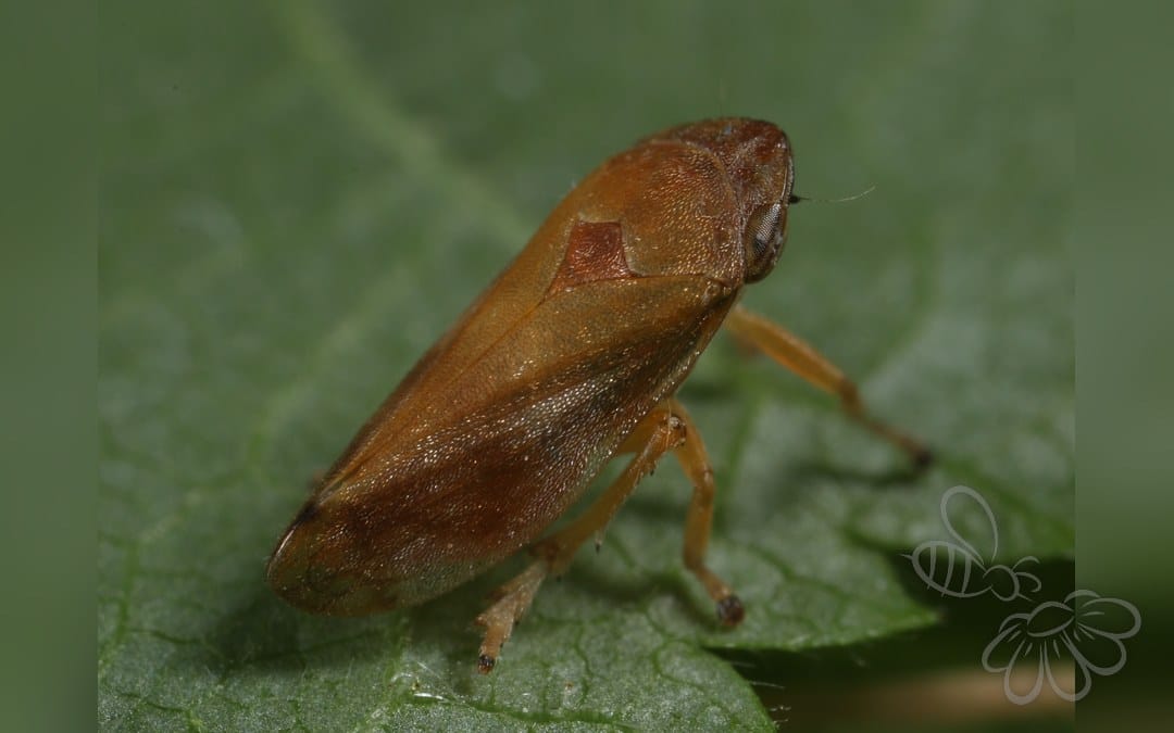 Her ses et billede af arten Neophilaenus campestris. Fotoet er taget af I. Gjonov og hentet fra Wikimedia Commons (CC BY 4.0).