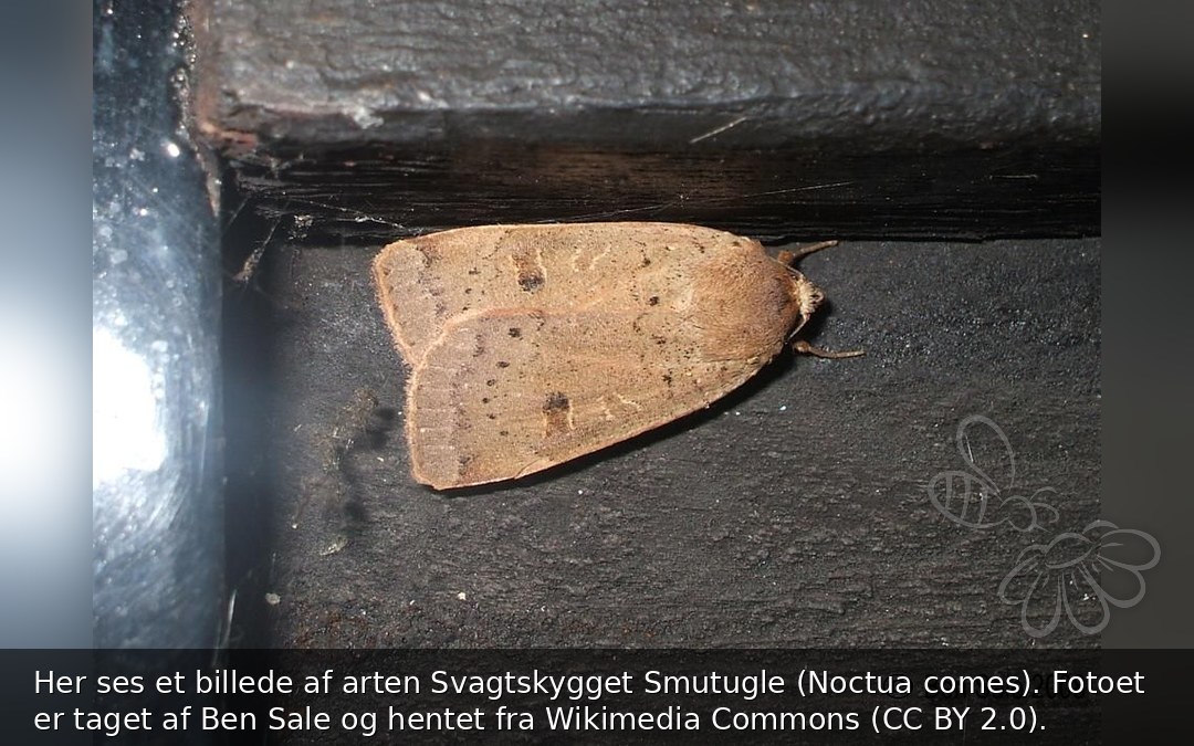 Svagtskygget Smutugle