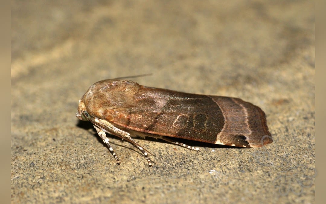 Gul Båndugle