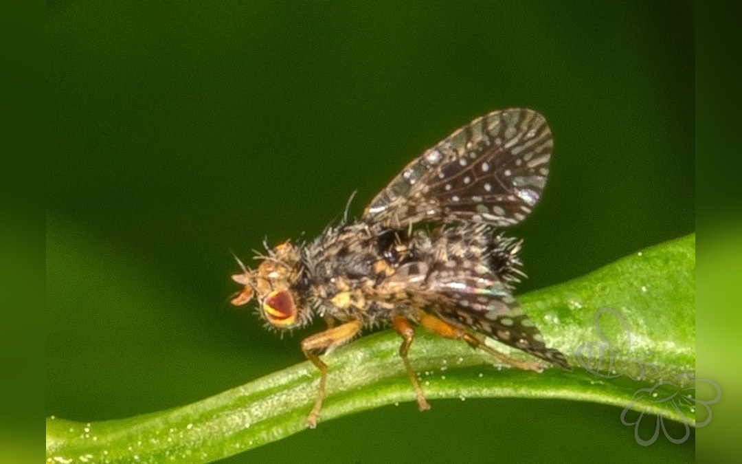 Her ses et billede af arten Noeeta pupillata. Fotoet er taget af Jerzystrzelecki og hentet fra Wikimedia Commons (CC BY-SA 4.0).