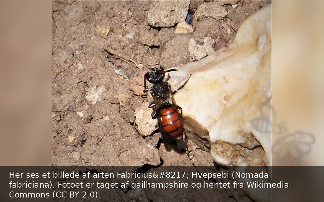 Fabricius’ Hvepsebi