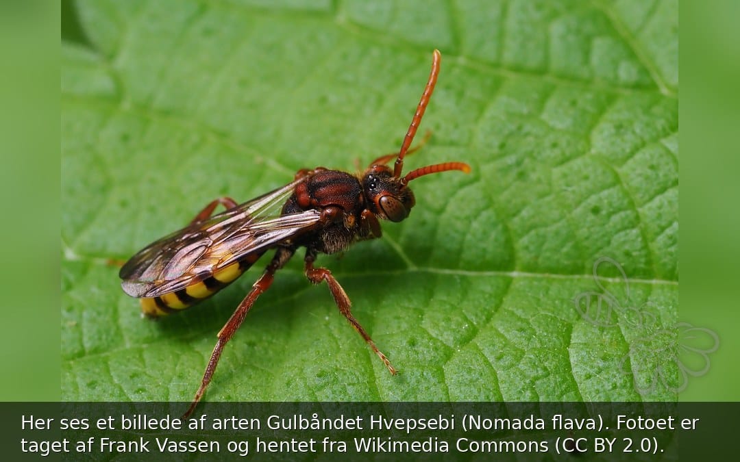 Gulbåndet Hvepsebi