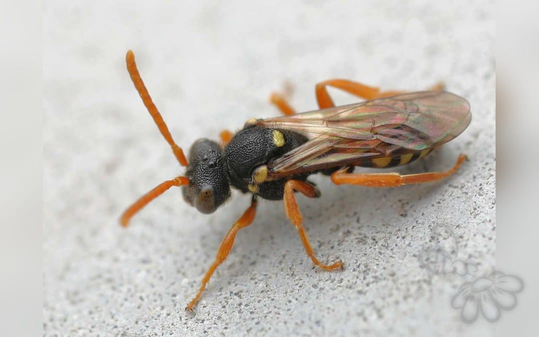Her ses et billede af arten Gul Hvepsebi (Nomada fulvicornis). Billedet er hentet fra Wikimedia Commons (Attribution).