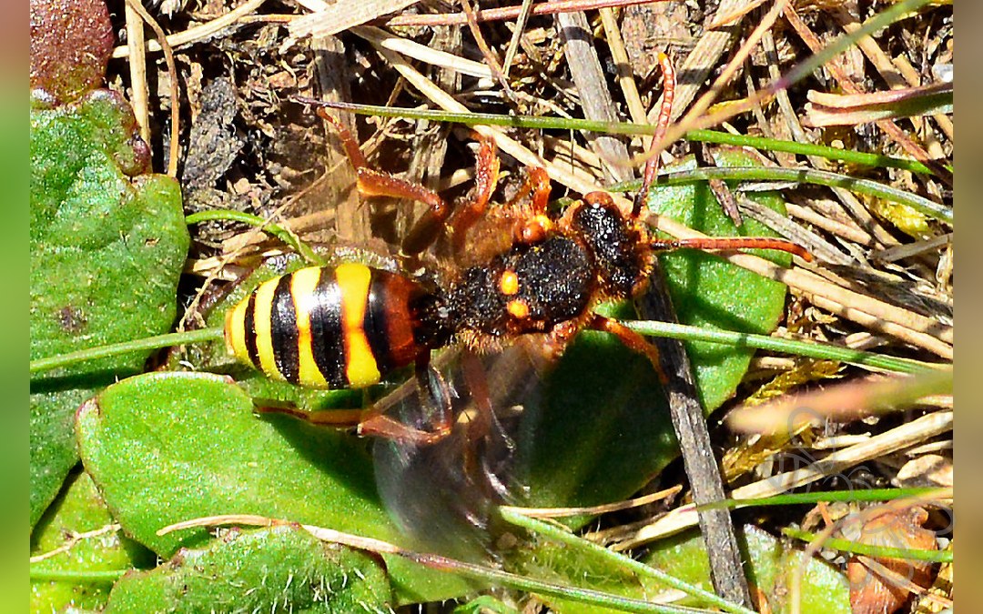 Her ses et billede af arten Stor Pilehvepsebi (Nomada lathburiana). Fotoet er taget af AndyScott og hentet fra Wikimedia Commons (CC BY-SA 4.0).