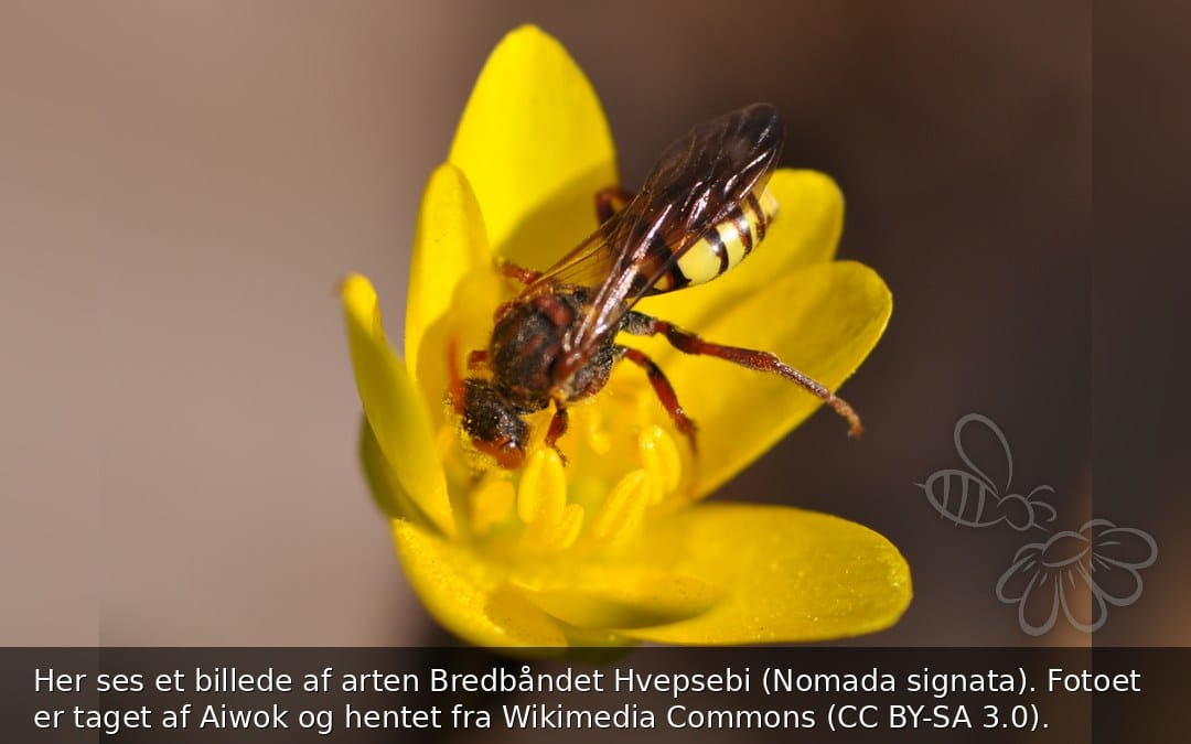 Bredbåndet Hvepsebi