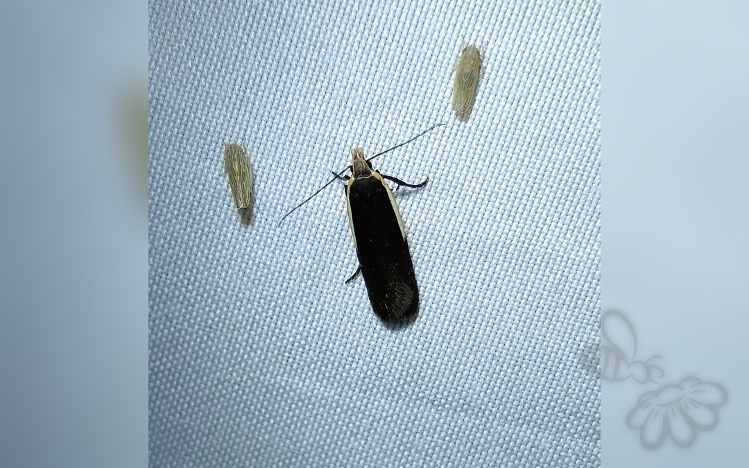 Her ses et billede af arten Nothris lemniscellus. Fotoet er taget af Bauer Márton og hentet fra izeltlabuak.hu observations validated to species level (CC-BY).