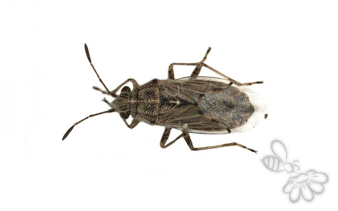 Her ses et billede af arten Brandbægerfrøtæge (Nysius senecionis). Fotoet er taget af B. Schoenmakers (Waarneming.nl) og hentet fra Wikimedia Commons (CC BY 3.0).