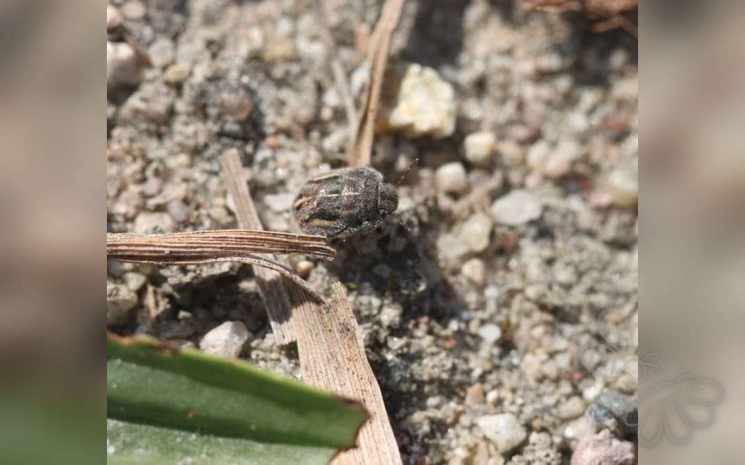 Odontoscelis fuliginosa