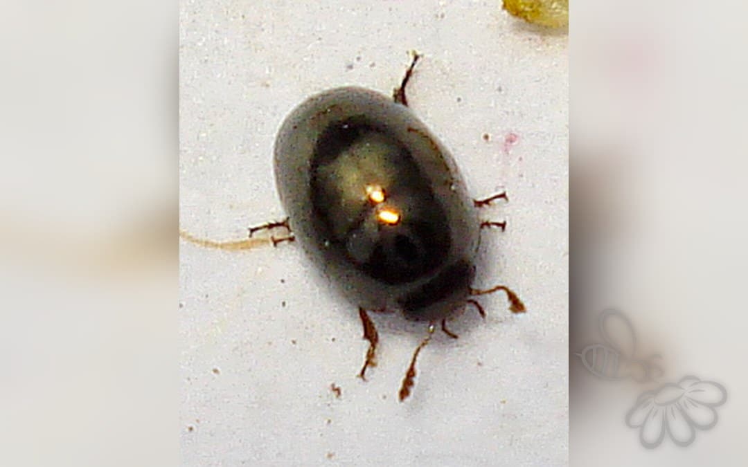 Olibrus aeneus