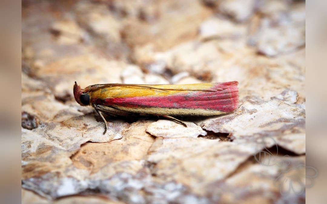 Her ses et billede af arten Kællingetandhalvmøl (Oncocera semirubella). Fotoet er taget af Ben Sale og hentet fra Wikimedia Commons (CC BY 2.0).