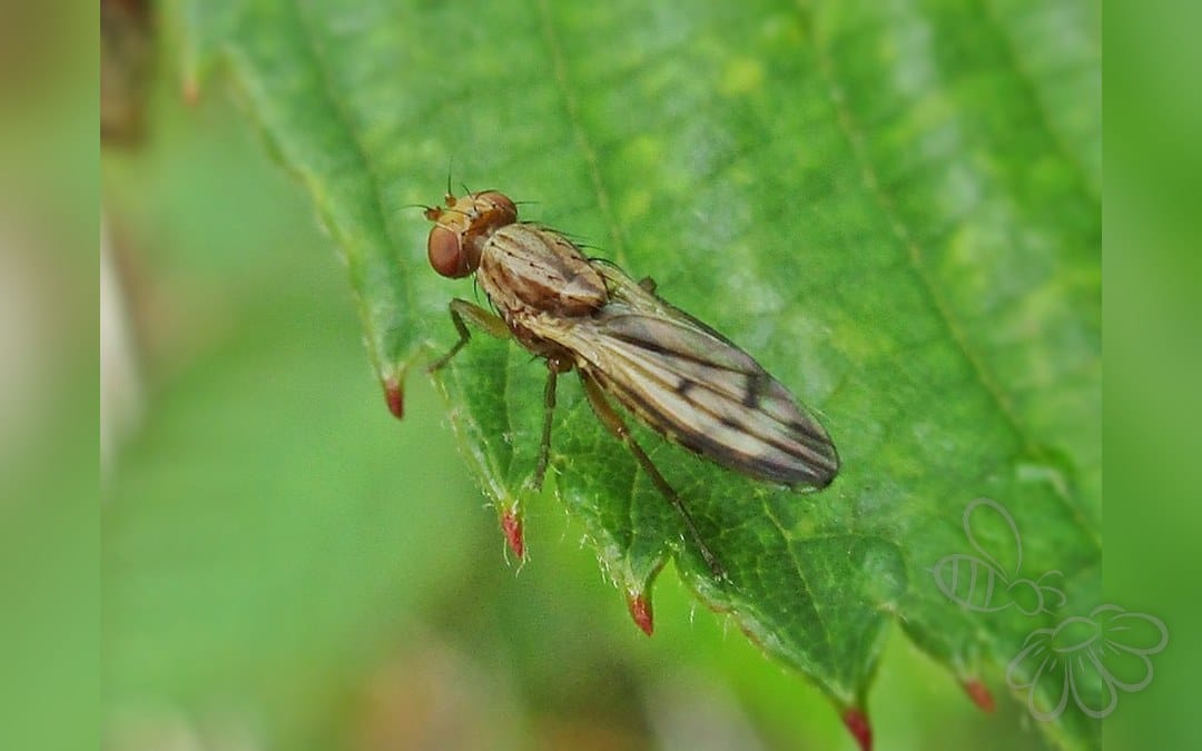 Her ses et billede af arten Opomyza petrei. Fotoet er taget af Bj.schoenmakers og hentet fra Wikimedia Commons (CC0).