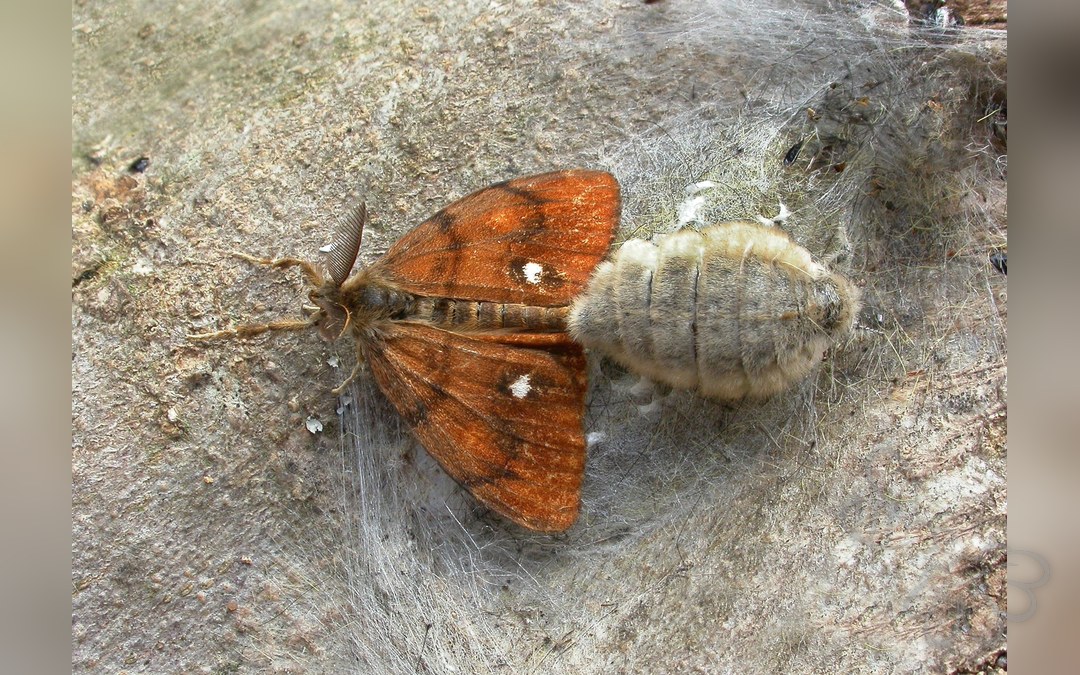 Her ses et billede af arten Lille Penselspinder (Orgyia antiqua). Fotoet er taget af Patrick Clement og hentet fra Wikimedia Commons (CC BY 2.0).