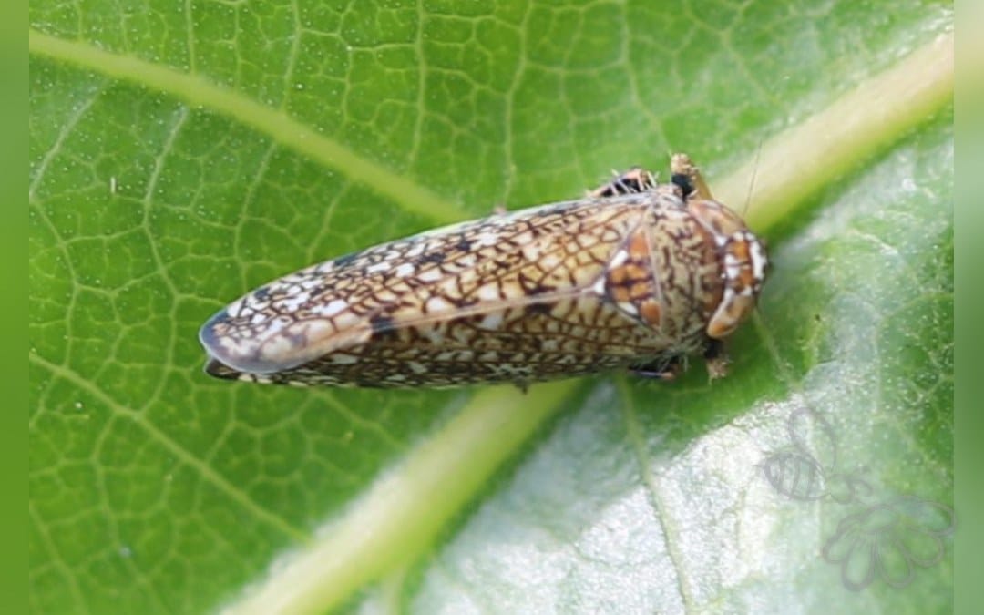 Orientus ishidae