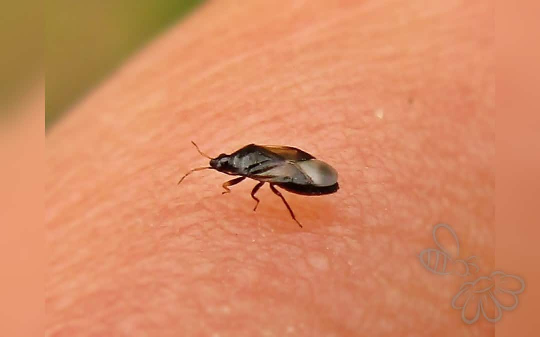Orius niger