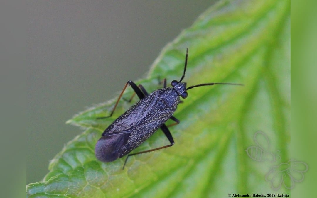 Her ses et billede af arten Høgeurttæge (Orthocephalus saltator). Fotoet er taget af AfroBrazilian og hentet fra Wikimedia Commons (CC BY-SA 4.0).