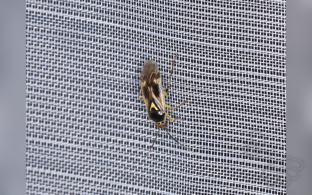 Her ses et billede af arten Hjerteplettet Tæge (Orthops basalis). Fotoet er taget af Donald Hobern og hentet fra Wikimedia Commons (CC BY 2.0).