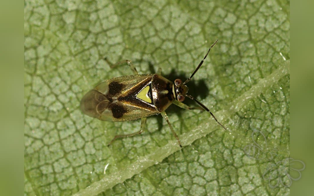 Her ses et billede af arten Skærmplantetæge (Orthops campestris). Fotoet er taget af Line Sabroe og hentet fra Wikimedia Commons (CC BY 2.0).
