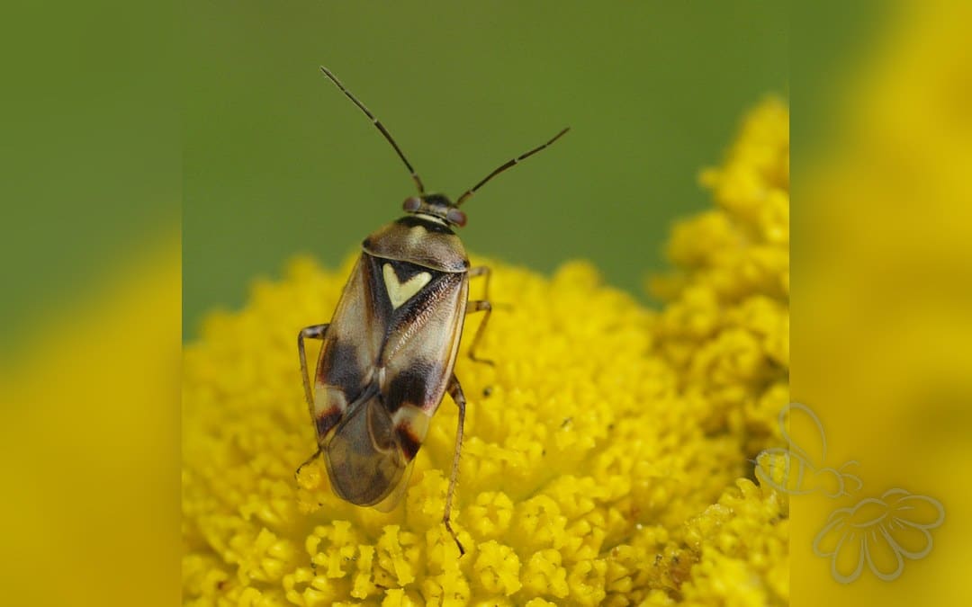 Her ses et billede af arten Selleritæge (Orthops kalmii). Fotoet er taget af Line Sabroe og hentet fra Wikimedia Commons (CC BY 2.0).