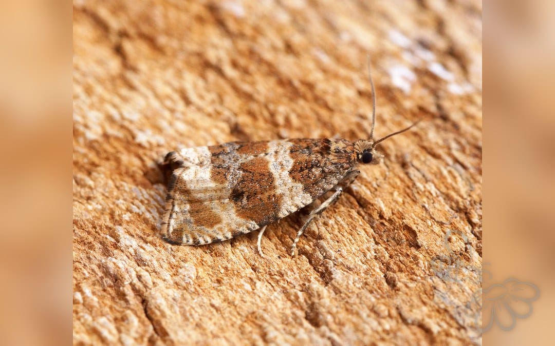 Orthotaenia undulana