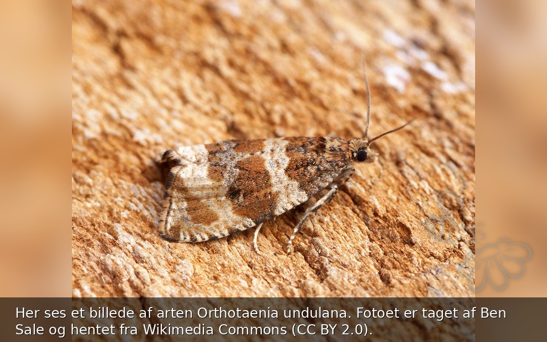 Orthotaenia undulana