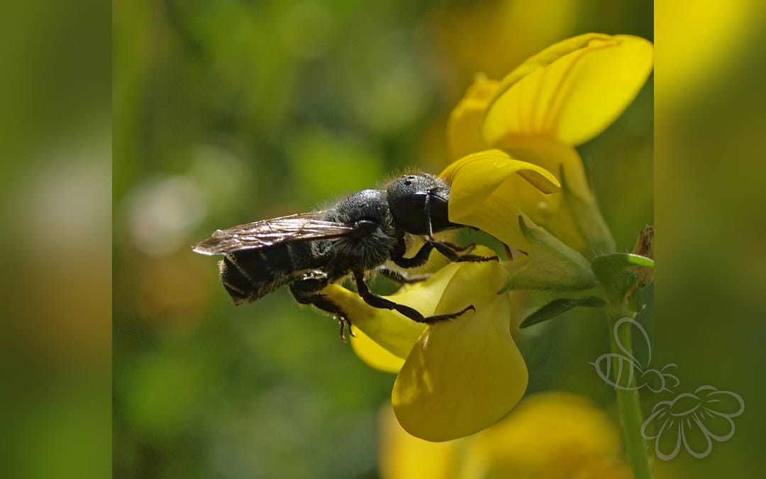 Blå Murerbi