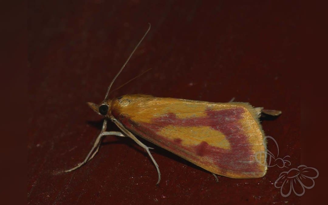 Her ses et billede af arten Vandskræppehalvmøl (Ostrinia palustralis). Fotoet er taget af Ilia Ustyantsev og hentet fra Wikimedia Commons (CC BY-SA 2.0).