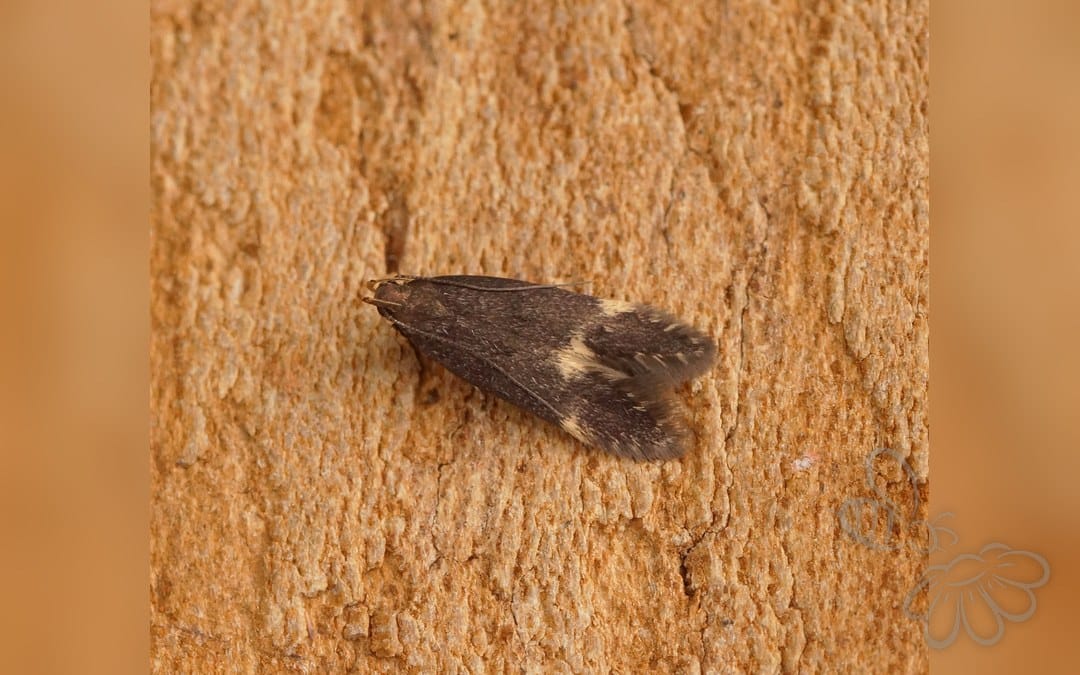 Oxypteryx atrella