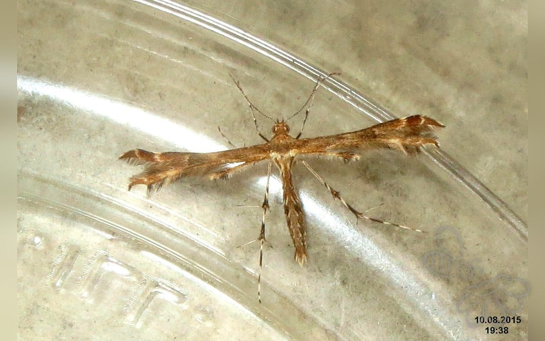 Oxyptilus chrysodactyla