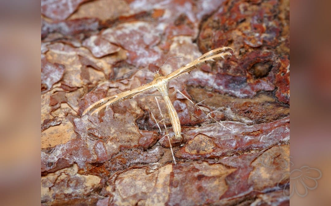 Oxyptilus ericetorum