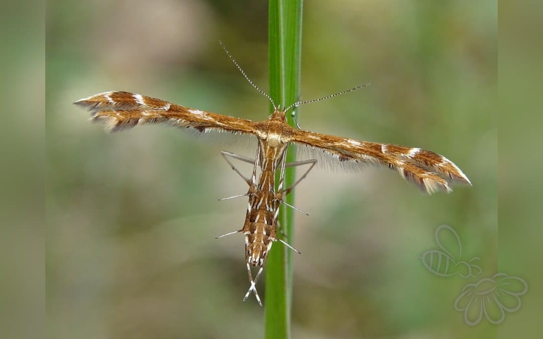 Her ses et billede af arten Oxyptilus pilosellae. Fotoet er taget af Joey Bom (Waarneming.nl) og hentet fra Wikimedia Commons (CC BY 3.0).