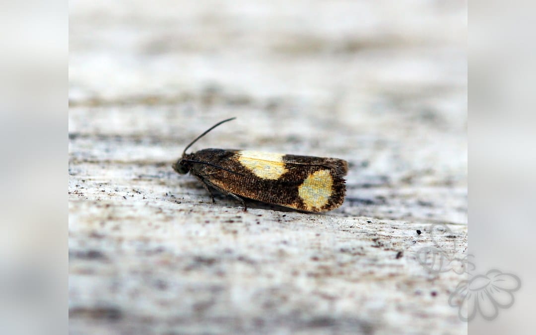 Pammene aurana