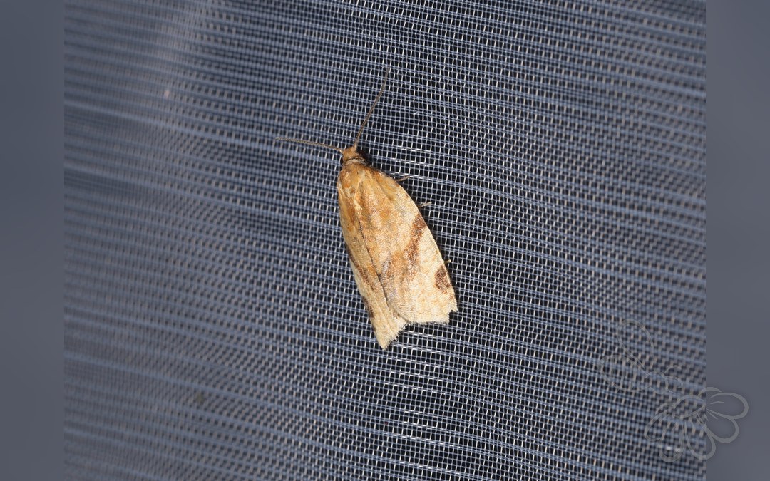 Paramesia gnomana