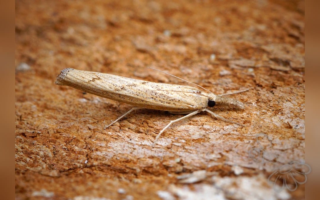 Her ses et billede af arten Pediasia contaminella. Fotoet er taget af Ben Sale og hentet fra Wikimedia Commons (CC BY 2.0).