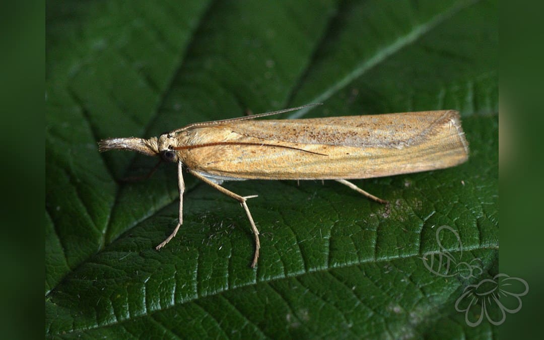 Pediasia luteella