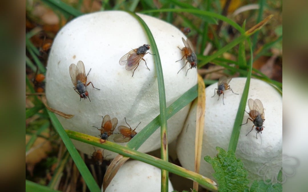 Pegomya bicolor