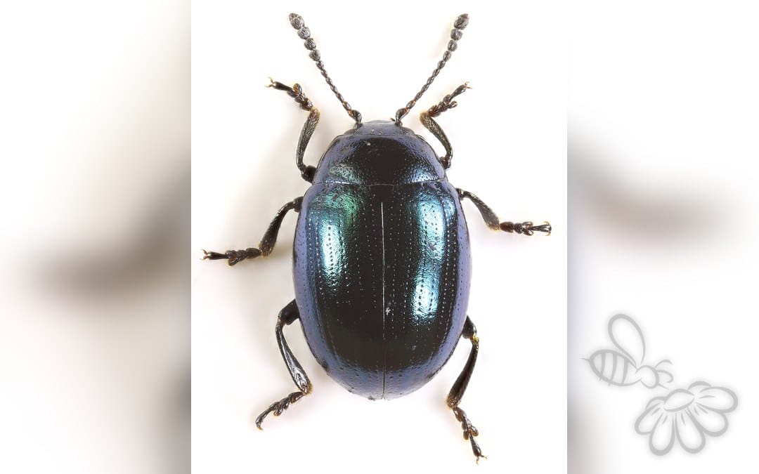 Her ses et billede af arten Sennepsbladbille (Phaedon cochleariae). Fotoet er taget af janetgraham84new og hentet fra Wikimedia Commons (CC BY 2.0).
