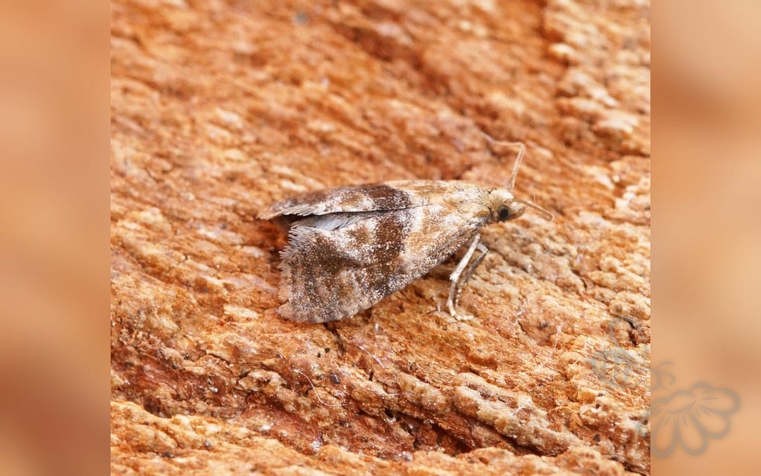 Phalonidia manniana