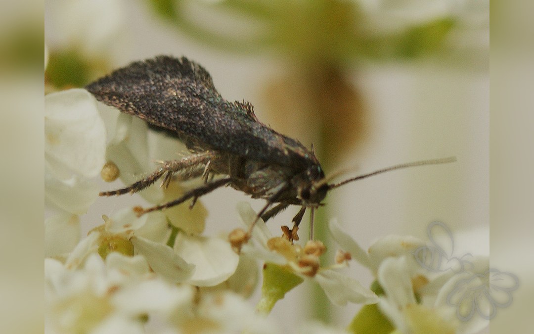 Phaulernis dentella