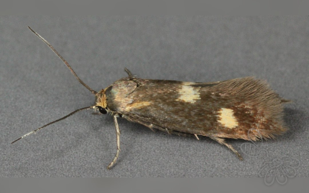 Phaulernis fulviguttella
