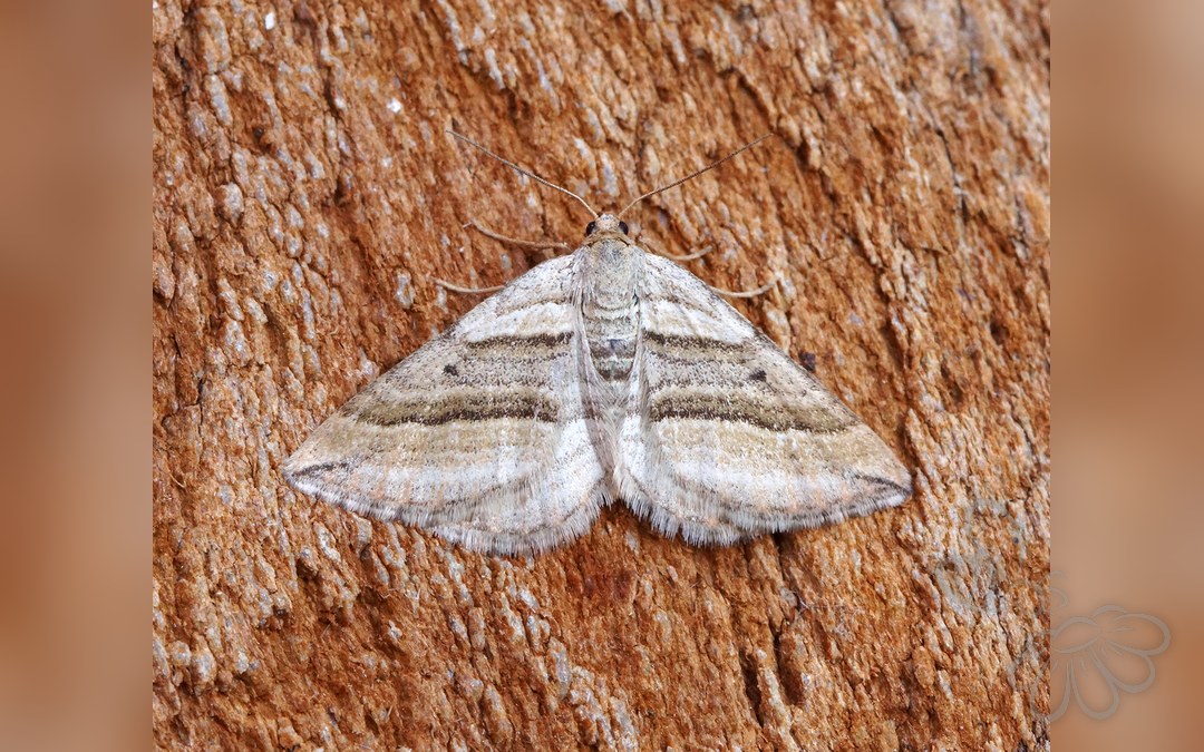 Her ses et billede af arten Snerremåler (Phibalapteryx virgata). Fotoet er taget af Ben Sale og hentet fra Wikimedia Commons (CC BY 2.0).