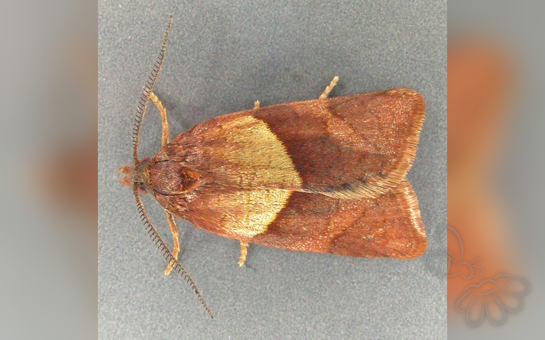 Philedone gerningana