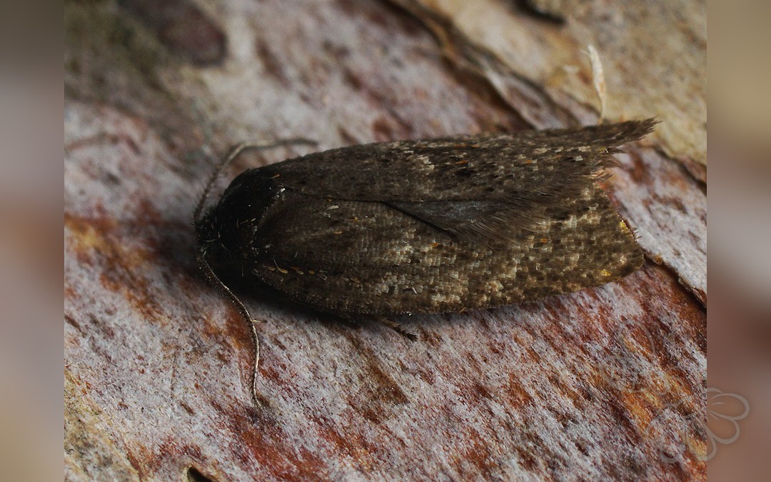 Philedonides lunana