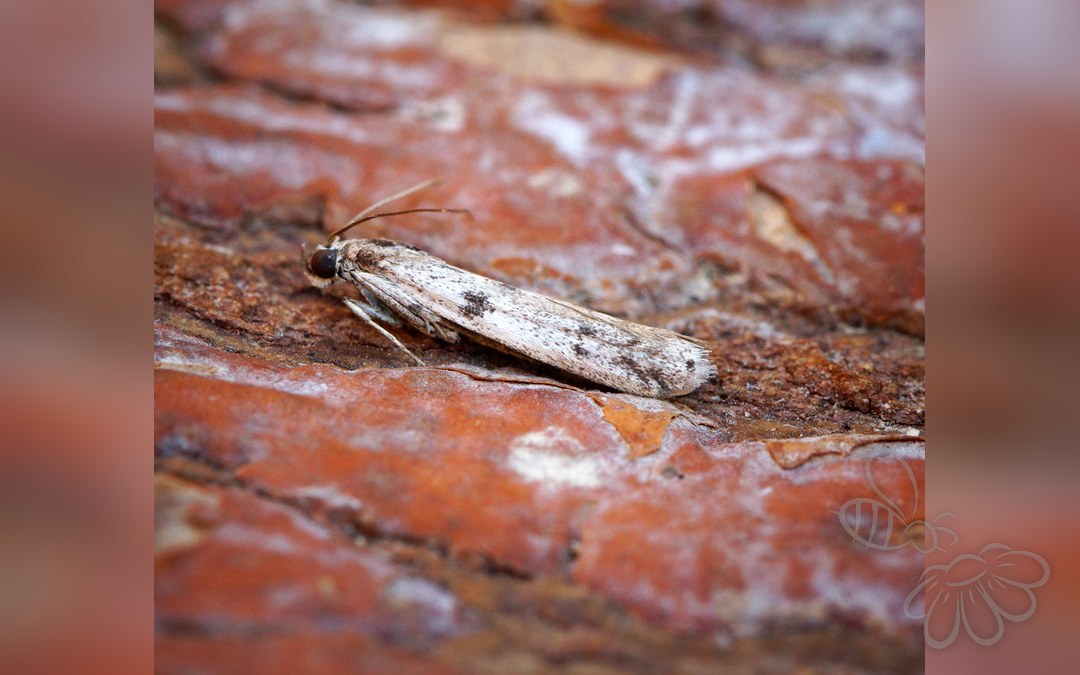 Phycitodes albatella