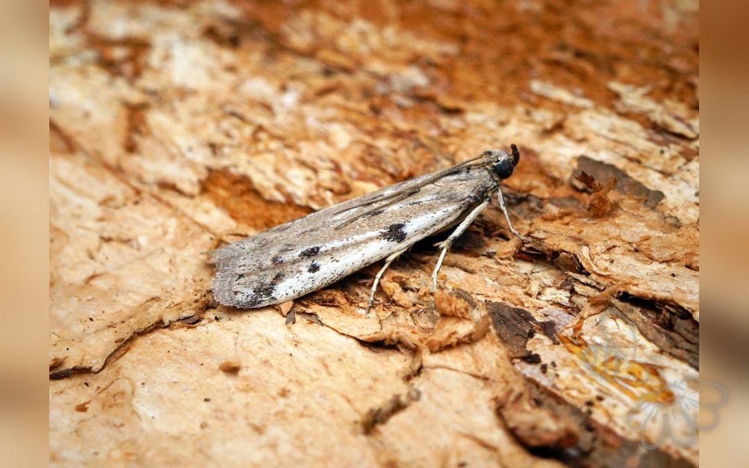 Phycitodes binaevella