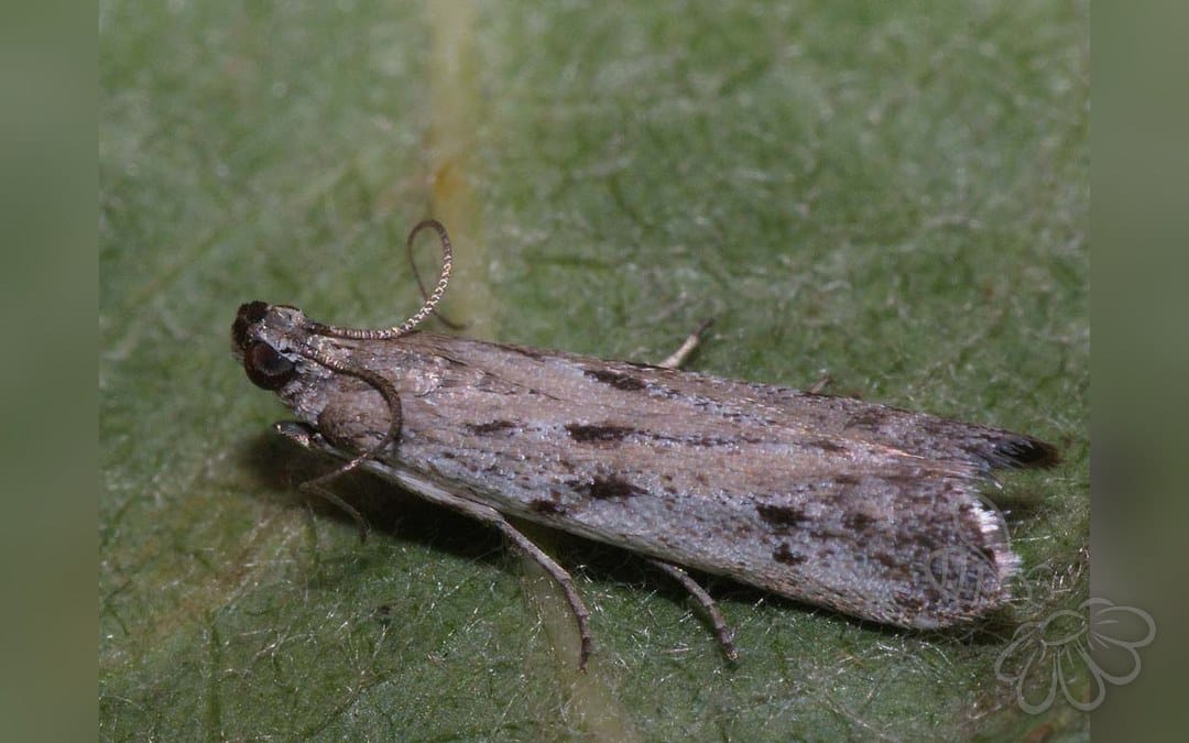 Phycitodes maritima