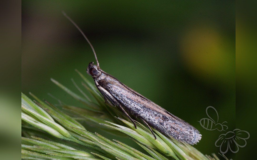 Phycitodes saxicola