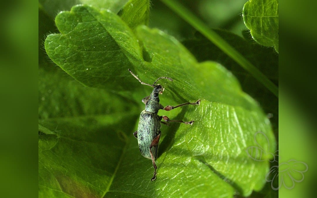 Her ses et billede af arten Phyllobius glaucus. Fotoet er taget af Line Sabroe og hentet fra Wikimedia Commons (CC BY 2.0).